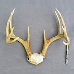 Copy of Deer Antlers / Tarros de Venado (10 pt)