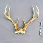 Deer Antlers / Tarros de Venado (8 pt)