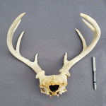 Copy of Copy of Deer Antlers / Tarros de Venado (8 pt)