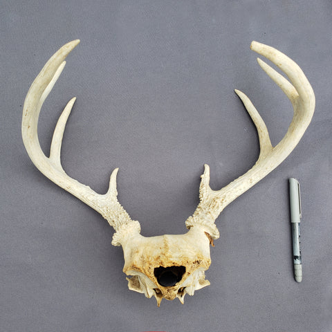 Copy of Copy of Deer Antlers / Tarros de Venado (8 pt)