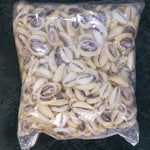 Yellow Cowries Open / Cauries Amarillos Abiertos (1 Kilo)